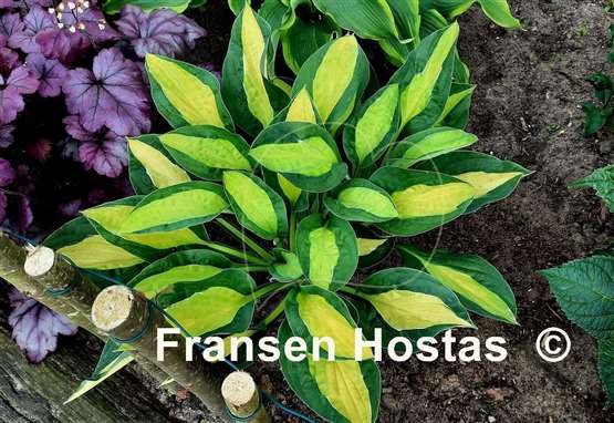 Hosta Gypsy Rose